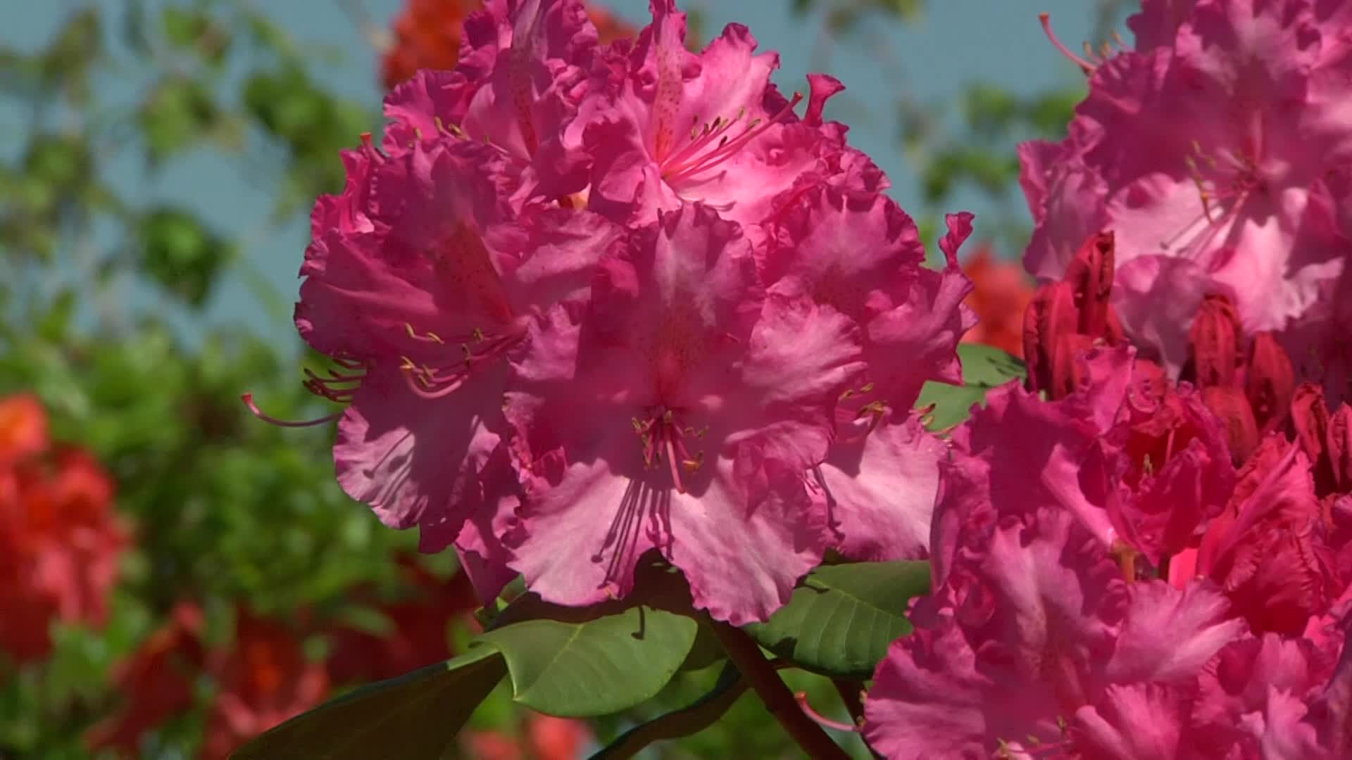 Pflanzenportrt Rhododendron 'Anastasia'