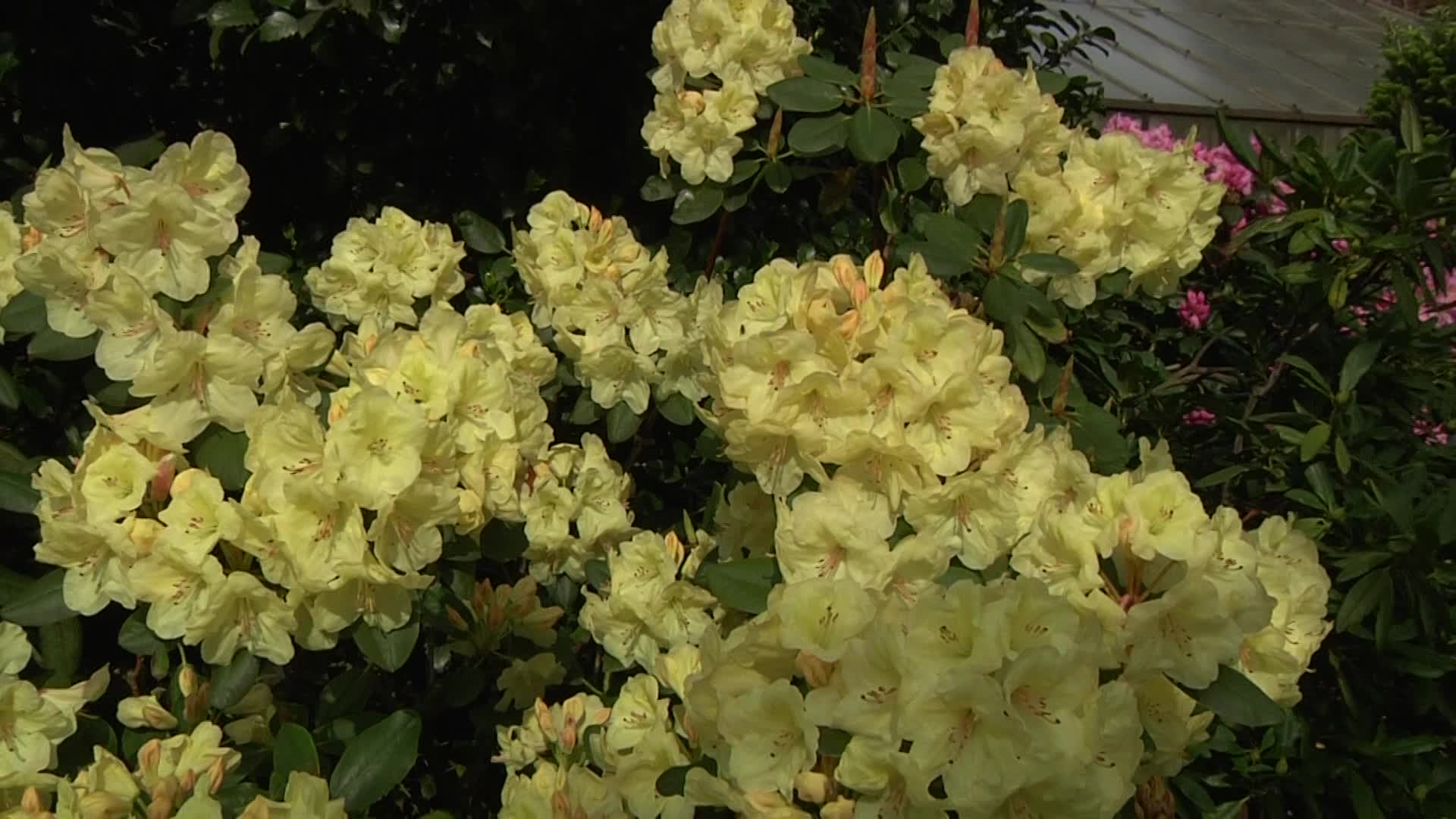 rhododendron maischnee Jetzt Japanische Azalee 'Maischnee' ® online kaufen bei Bohlken  Pflanzenversand – Bohlken Pflanzenversand GbR main image 0