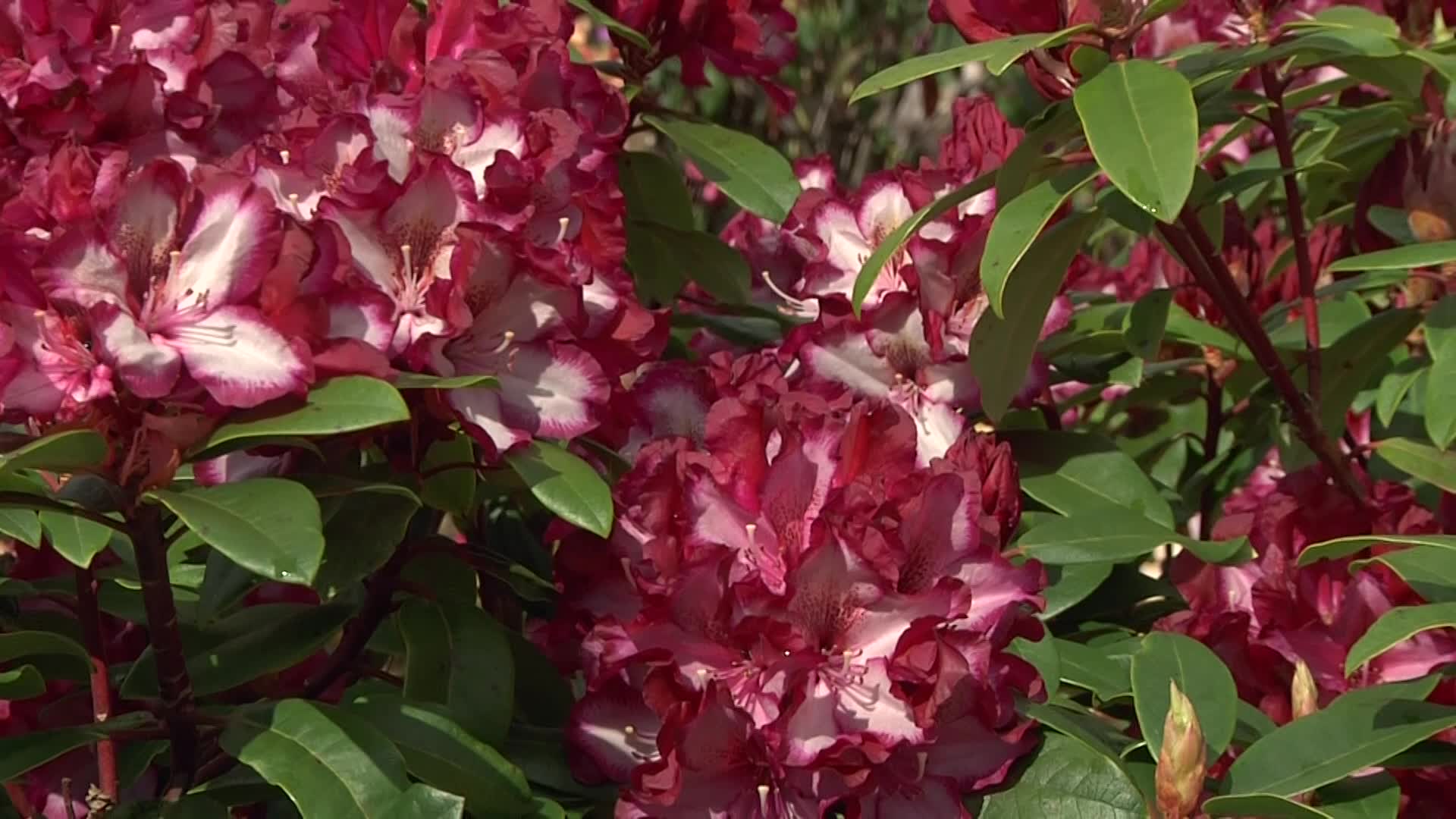 Pflanzenportrt Rhododendron 'Midnight Mystique'