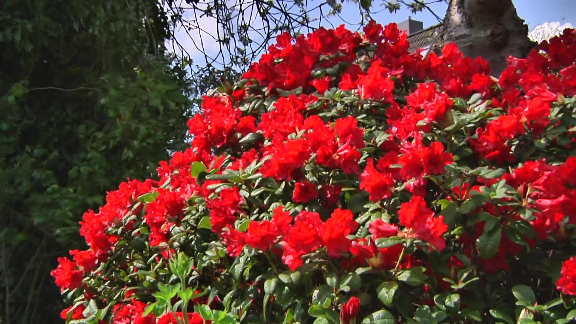 Pflanzenportrt Rhododendron 'Scarlet Wonder'