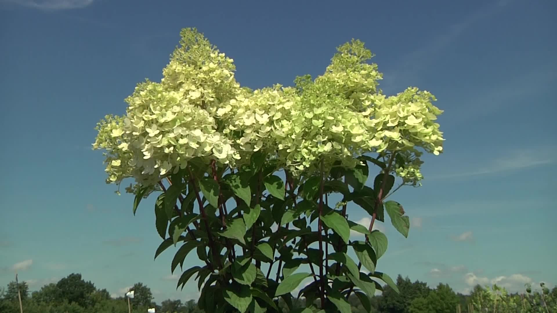 Videovorschau - Rispenhortensie 'Bobo' / 'IIvobo' - Hydrangea paniculata 'Bobo' / 'Ilvobo'