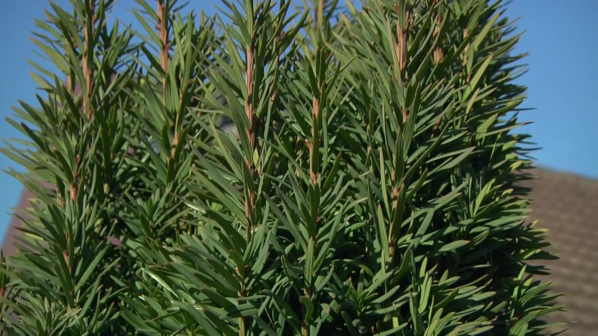 Pflanzenportrt Suleneibe 'Fastigiata'