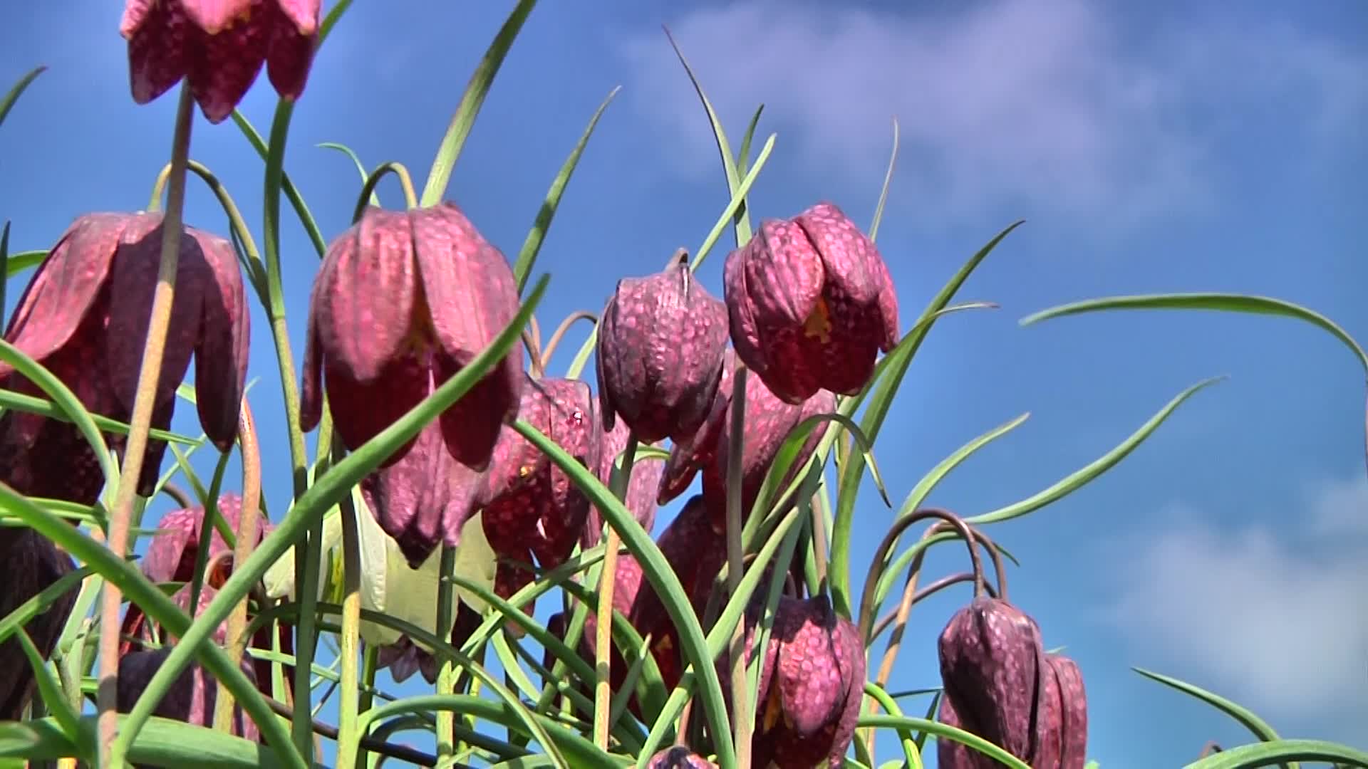 Pflanzenportrt Schachbrettblume