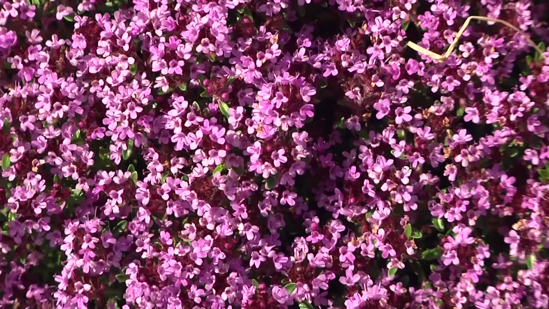 Videovorschau - Scharlachroter Feld-Thymian 'Coccineus' - Thymus serpyllum 'Coccineus'