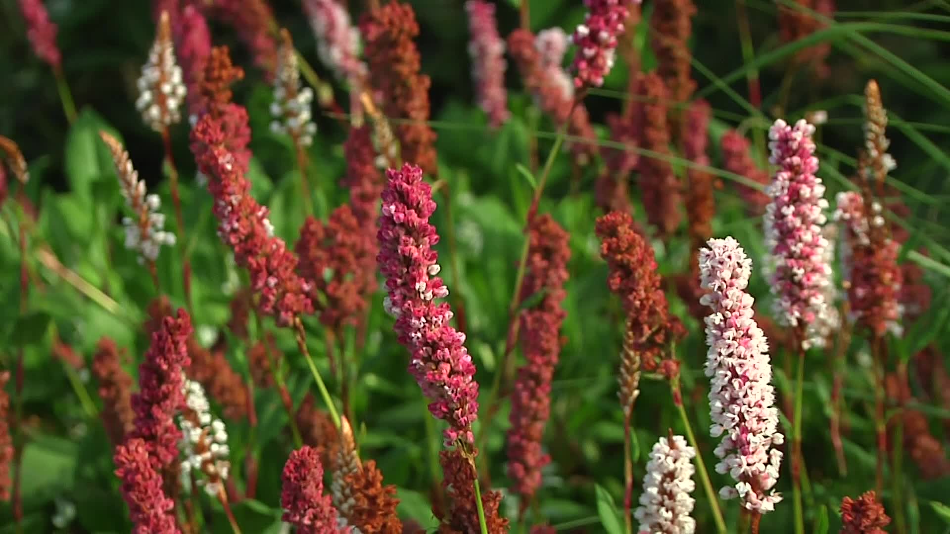 Videovorschau - Schneckenknöterich - Bistorta affinis 'Superba'
