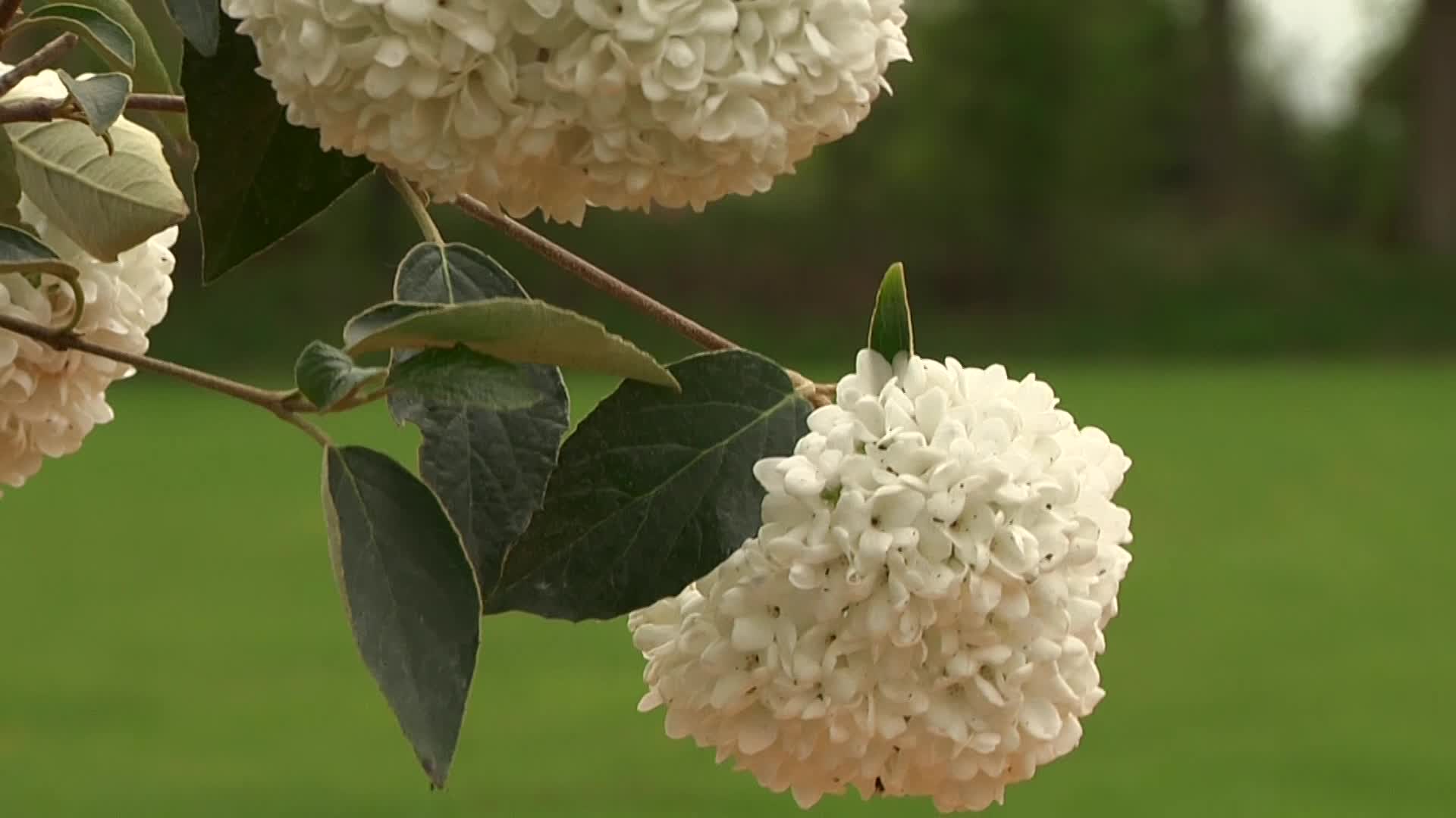 Videovorschau - Schneeball 'Eskimo' - Viburnum 'Eskimo'