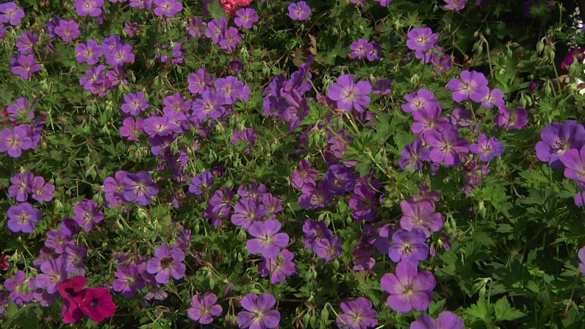 Videovorschau - Storchschnabel 'Rozanne' ® - Geranium wallichianum 'Rozanne' ®
