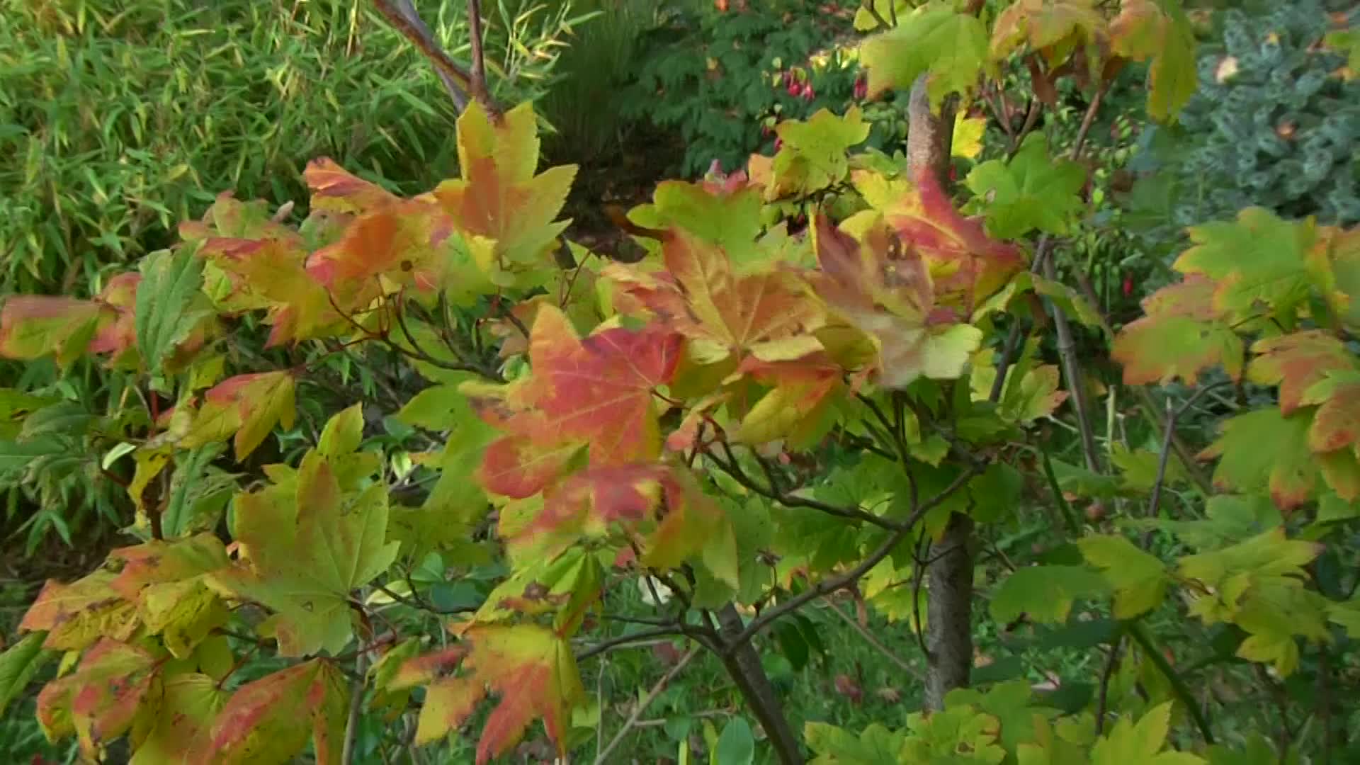 Pflanzenportrt Weinblatt-Ahorn