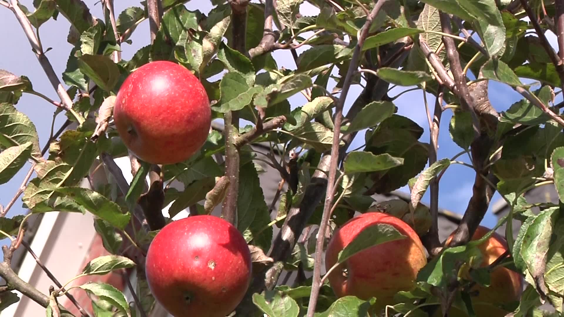 Videovorschau - Herbstapfel 'Cox Orange' Renette - Malus 'Cox Orange' Renette
